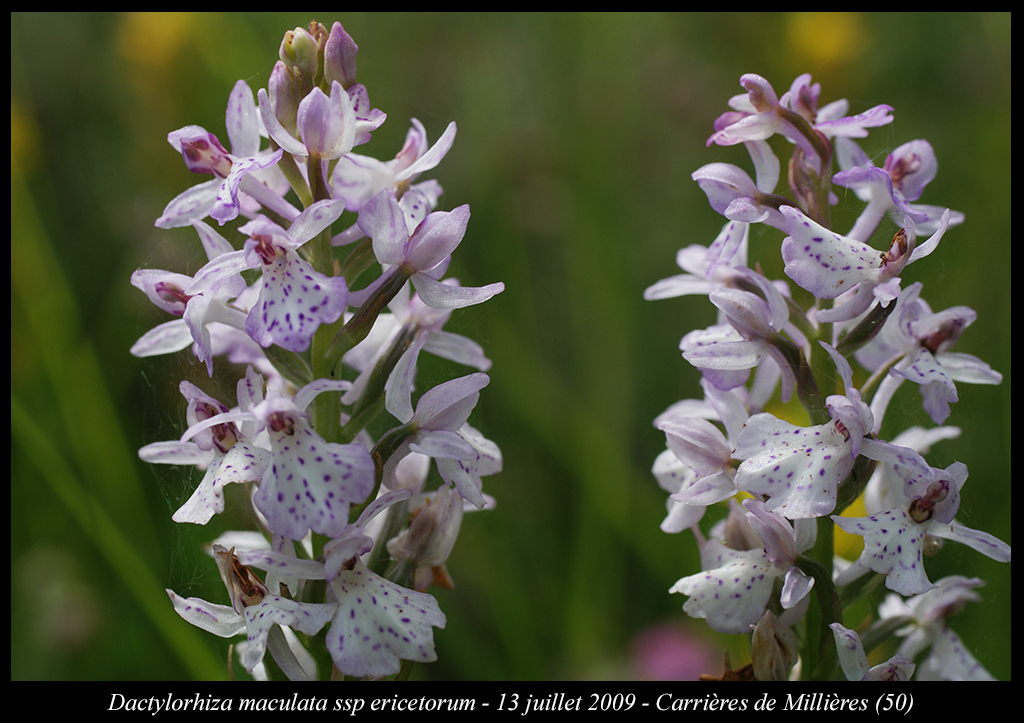 Dactylorhiza maculata ssp ericetorum
